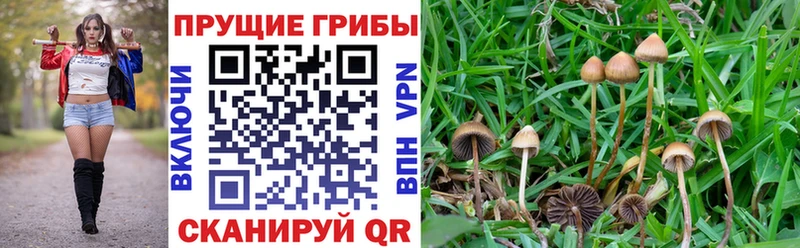 купить наркотики сайты  гидра онион  маркетплейс формула  Чердынь  Галлюциногенные грибы GOLDEN TEACHER 